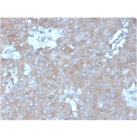 Immunohistochemistry - Anti-IL-15 Antibody [IL15/4354] (A277677) - Antibodies.com