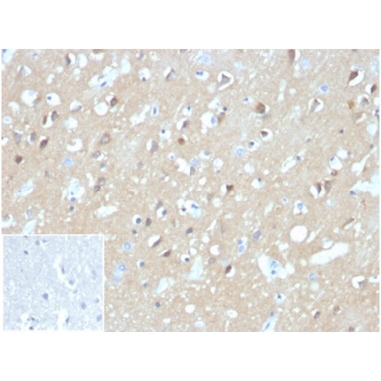 Immunohistochemistry - Anti-Aquaporin 4 Antibody [AQP4/3324] (A277678) - Antibodies.com