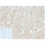 Immunohistochemistry - Anti-Aquaporin 4 Antibody [AQP4/3324] (A277678) - Antibodies.com