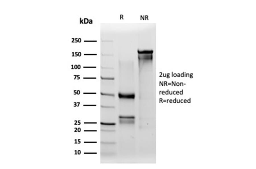 SDS-PAGE - Anti-IRF3 Antibody [PCRP-IRF3-1D11] (A277679) - Antibodies.com