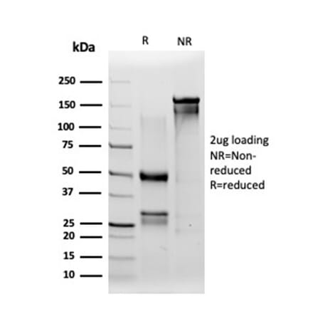 SDS-PAGE - Anti-IRF3 Antibody [PCRP-IRF3-1D11] (A277679) - Antibodies.com