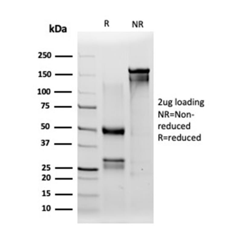 SDS-PAGE - Anti-IRF3 Antibody [PCRP-IRF3-1D11] (A277679) - Antibodies.com