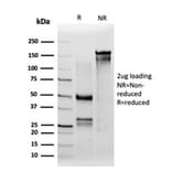 SDS-PAGE - Anti-IRF3 Antibody [PCRP-IRF3-1D11] (A277679) - Antibodies.com