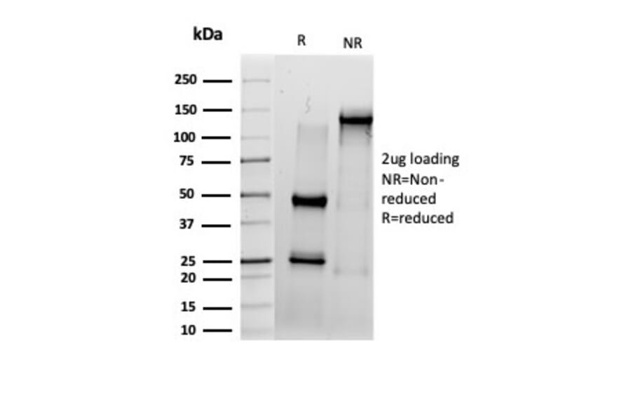 SDS-PAGE - Anti-IRF3 Antibody [PCRP-IRF3-6H10] (A277680) - Antibodies.com