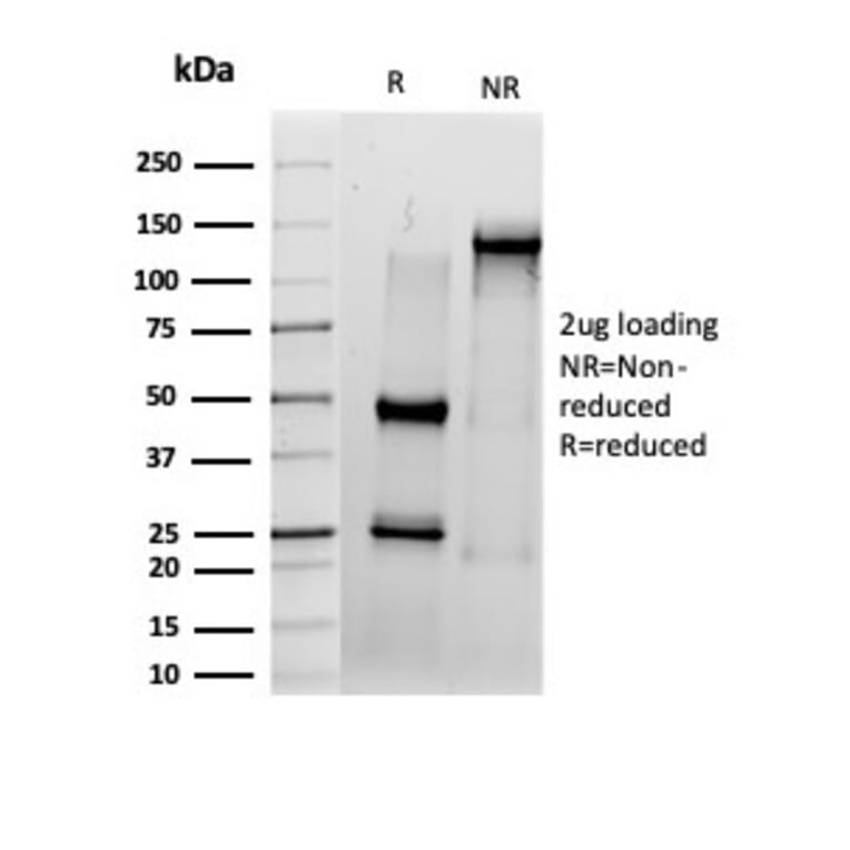 SDS-PAGE - Anti-IRF3 Antibody [PCRP-IRF3-6H10] (A277680) - Antibodies.com