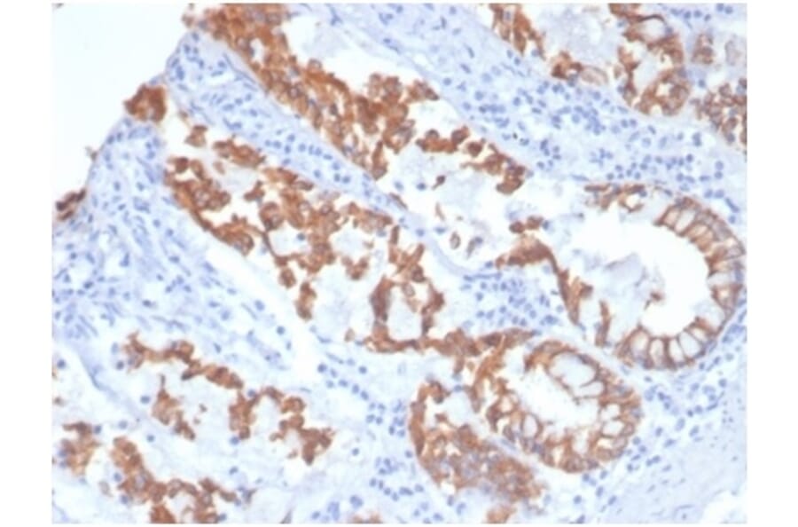Immunohistochemistry - Anti-Cytokeratin 8 Antibody [KRT8/4006] (A277682) - Antibodies.com