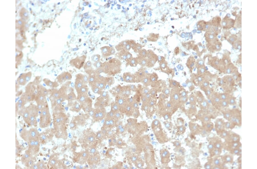 Immunohistochemistry - Anti-Leptin Receptor Antibody [LEPR/4301] (A277689) - Antibodies.com