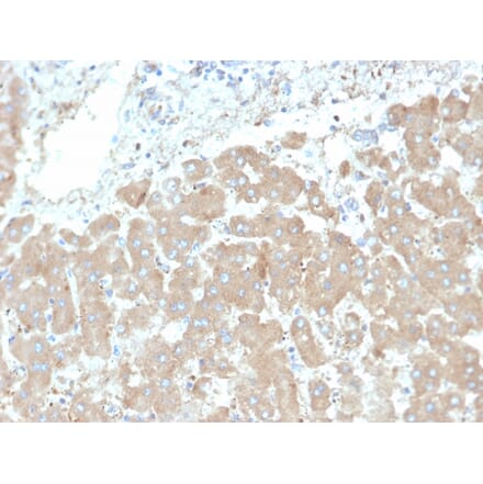 Immunohistochemistry - Anti-Leptin Receptor Antibody [LEPR/4301] (A277689) - Antibodies.com