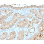 Immunohistochemistry - Anti-Galectin 3 Antibody [LGALS3/4792] (A277691) - Antibodies.com