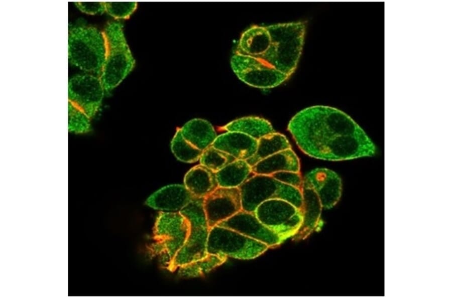 Immunofluorescence - Anti-Lactoferrin Antibody [LTF/4082] (A277693) - Antibodies.com