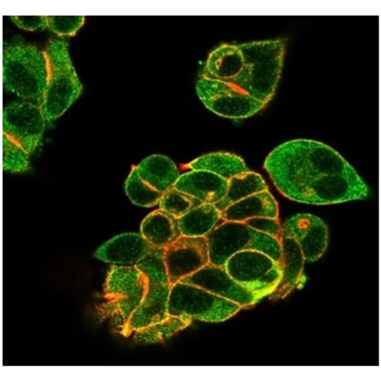 Immunofluorescence - Anti-Lactoferrin Antibody [LTF/4082] (A277693) - Antibodies.com