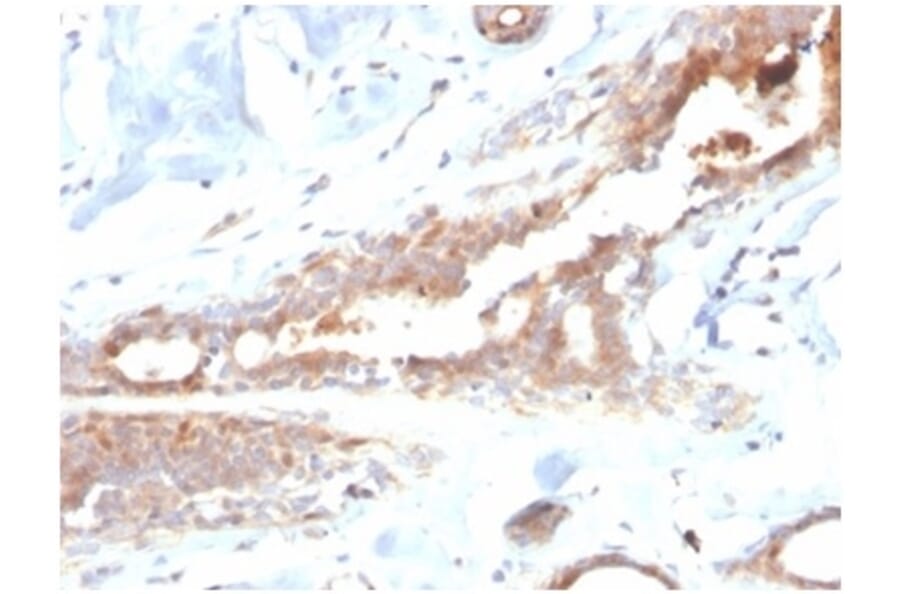 Immunohistochemistry - Anti-Lactoferrin Antibody [LTF/4082] (A277693) - Antibodies.com