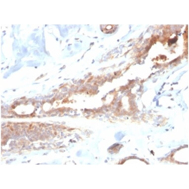 Immunohistochemistry - Anti-Lactoferrin Antibody [LTF/4082] (A277693) - Antibodies.com