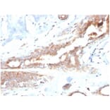 Immunohistochemistry - Anti-Lactoferrin Antibody [LTF/4082] (A277693) - Antibodies.com