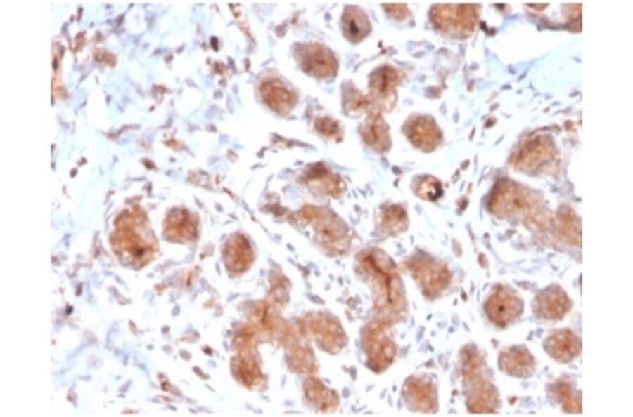 Immunohistochemistry - Anti-Lactoferrin Antibody [LTF/4073] (A277694) - Antibodies.com