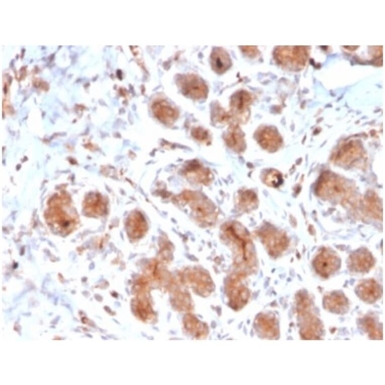 Immunohistochemistry - Anti-Lactoferrin Antibody [LTF/4073] (A277694) - Antibodies.com