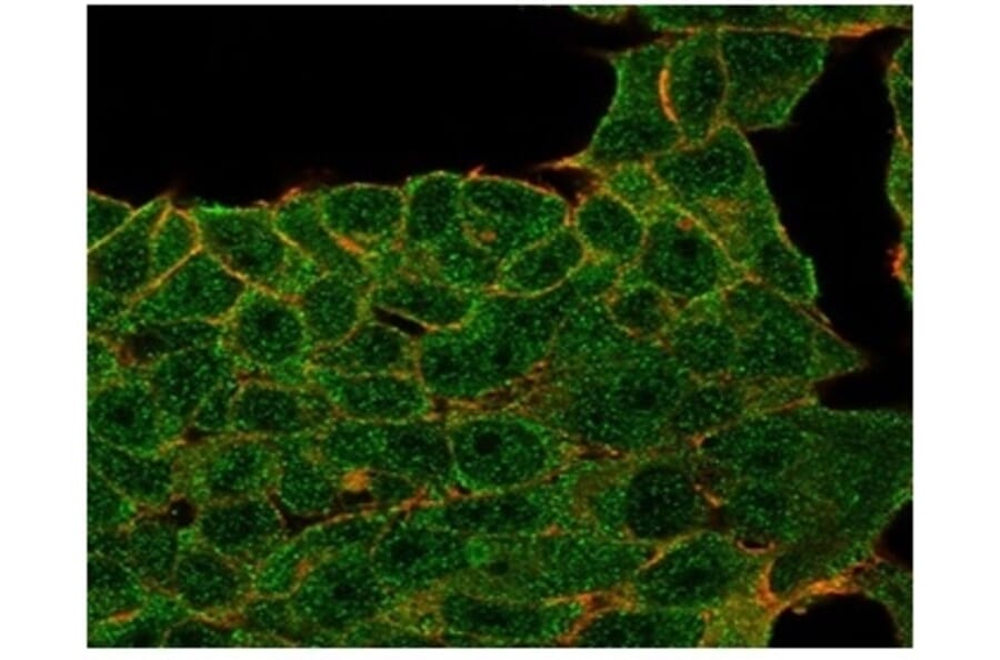 Immunofluorescence - Anti-Lactoferrin Antibody [LTF/4073] (A277694) - Antibodies.com