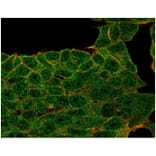 Immunofluorescence - Anti-Lactoferrin Antibody [LTF/4073] (A277694) - Antibodies.com