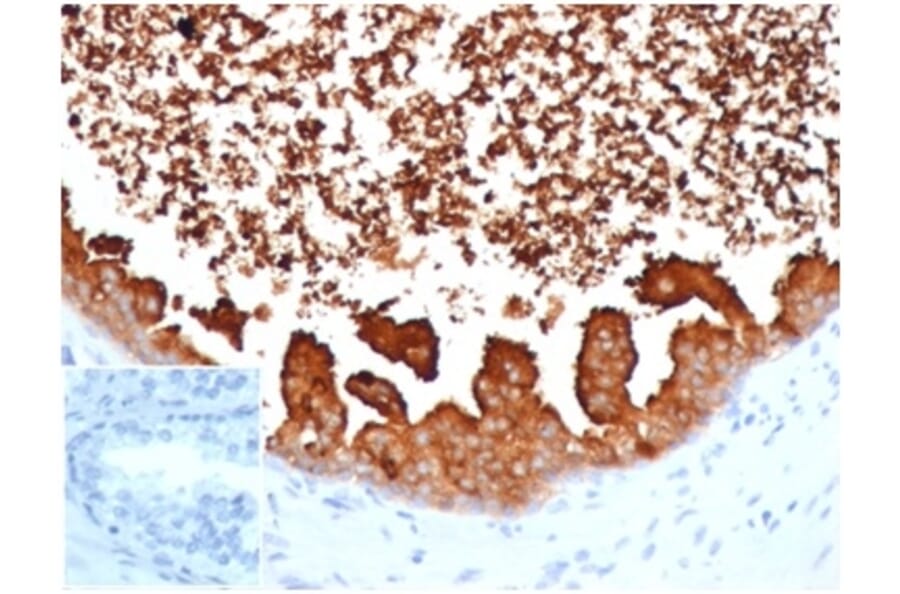 Immunohistochemistry - Anti-Lactoferrin Antibody [LTF/4075] (A277695) - Antibodies.com