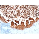 Immunohistochemistry - Anti-Lactoferrin Antibody [LTF/4075] (A277695) - Antibodies.com