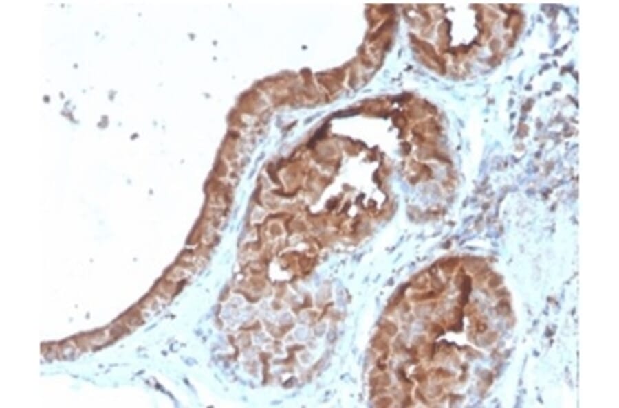 Immunohistochemistry - Anti-Lactoferrin Antibody [LTF/4079] (A277696) - Antibodies.com