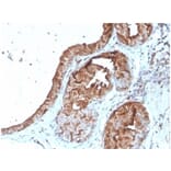 Immunohistochemistry - Anti-Lactoferrin Antibody [LTF/4079] (A277696) - Antibodies.com