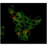 Immunofluorescence - Anti-Lactoferrin Antibody [LTF/4079] (A277696) - Antibodies.com