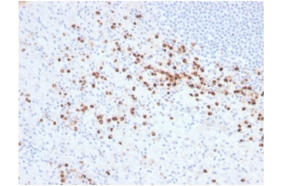 Immunohistochemistry - Anti-Lysozyme Antibody [LYZ/3942] (A277699) - Antibodies.com