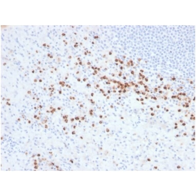 Immunohistochemistry - Anti-Lysozyme Antibody [LYZ/3942] (A277699) - Antibodies.com