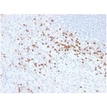 Immunohistochemistry - Anti-Lysozyme Antibody [LYZ/3942] (A277699) - Antibodies.com