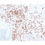 Immunohistochemistry - Anti-Lysozyme Antibody [LYZ/3942] (A277699) - Antibodies.com