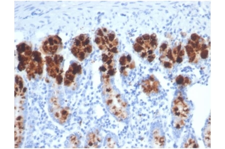 SDS-PAGE - Anti-Lysozyme Antibody [LYZ/3942] (A277699) - Antibodies.com