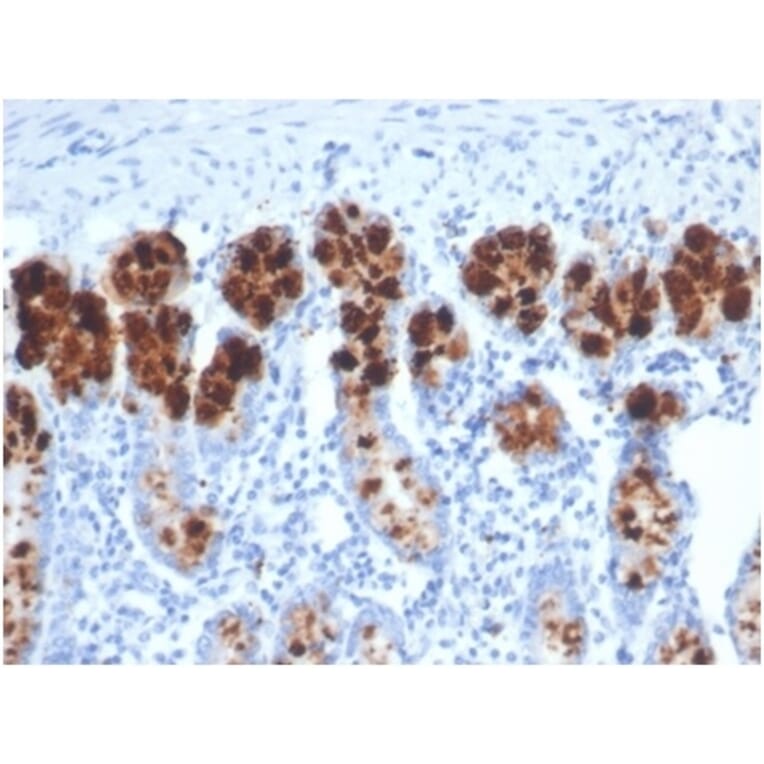 SDS-PAGE - Anti-Lysozyme Antibody [LYZ/3942] (A277699) - Antibodies.com