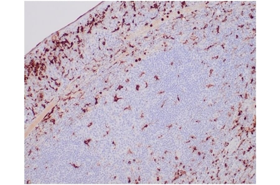 SDS-PAGE - Anti-Lysozyme Antibody [LYZ/3943] (A277700) - Antibodies.com