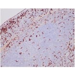 Western Blot - Anti-Lysozyme Antibody [LYZ/3944] (A277701) - Antibodies.com