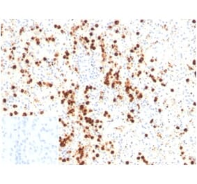 Immunohistochemistry - Anti-Lysozyme Antibody [LYZ/3947] (A277702) - Antibodies.com
