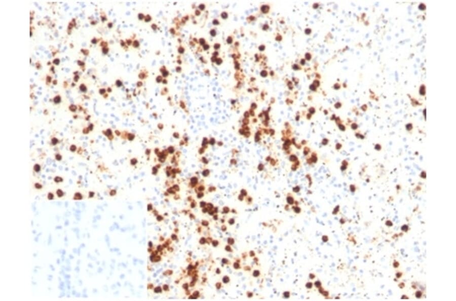 Immunohistochemistry - Anti-Lysozyme Antibody [LYZ/3947] (A277702) - Antibodies.com