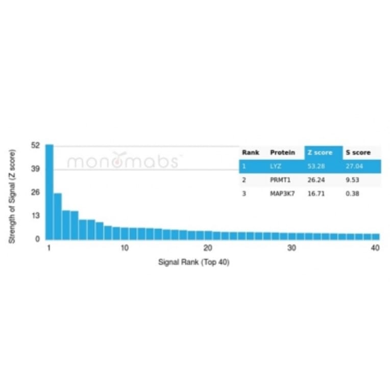 Protein Array - Anti-Lysozyme Antibody [LYZ/3947] (A277702) - Antibodies.com