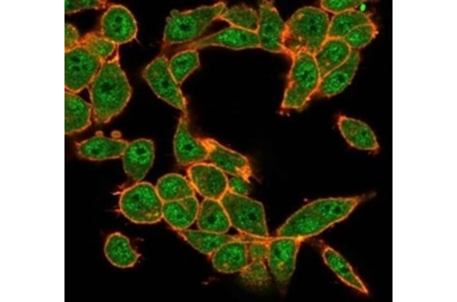 Immunofluorescence - Anti-MEF2D Antibody [PCRP-MEF2D-3A4] (A277705) - Antibodies.com