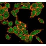 Immunofluorescence - Anti-MEF2D Antibody [PCRP-MEF2D-3A4] (A277705) - Antibodies.com