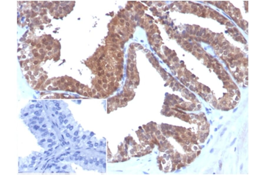 Immunohistochemistry - Anti-MIF Antibody [MIF/3488] (A277706) - Antibodies.com