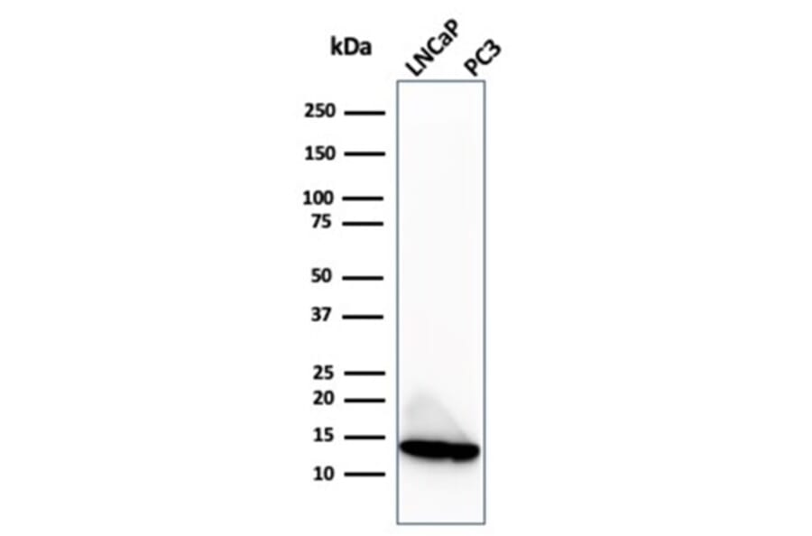 Western Blot - Anti-MIF Antibody [MIF/3488] (A277706) - Antibodies.com