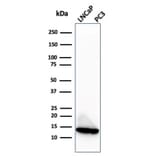 Western Blot - Anti-MIF Antibody [MIF/3488] (A277706) - Antibodies.com