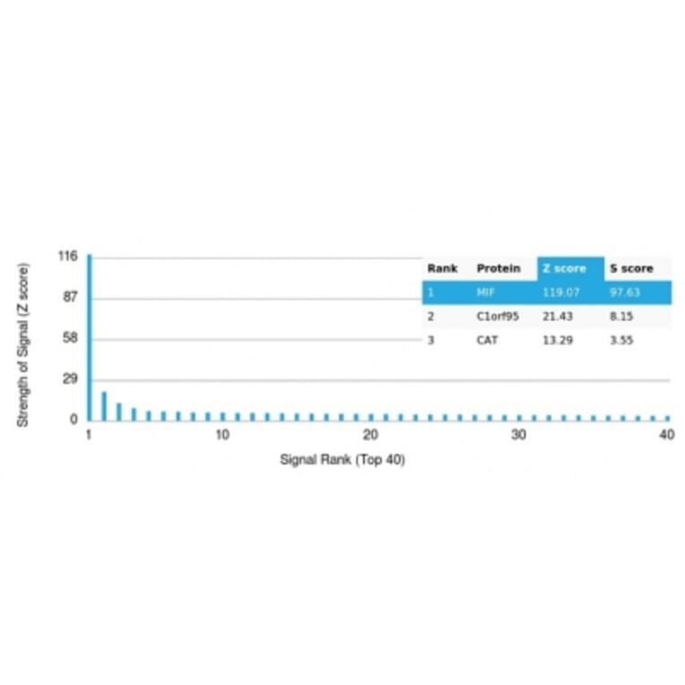 Protein Array - Anti-MIF Antibody [MIF/3488] (A277706) - Antibodies.com