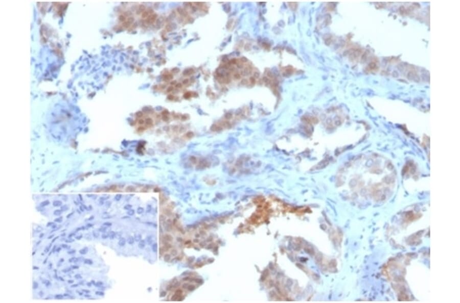Immunohistochemistry - Anti-MIF Antibody [MIF/3489] (A277707) - Antibodies.com