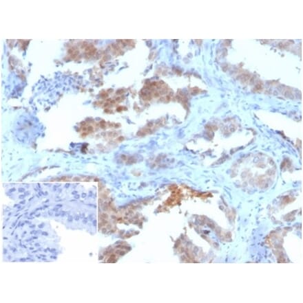 Immunohistochemistry - Anti-MIF Antibody [MIF/3489] (A277707) - Antibodies.com