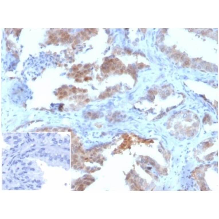 Immunohistochemistry - Anti-MIF Antibody [MIF/3489] (A277707) - Antibodies.com