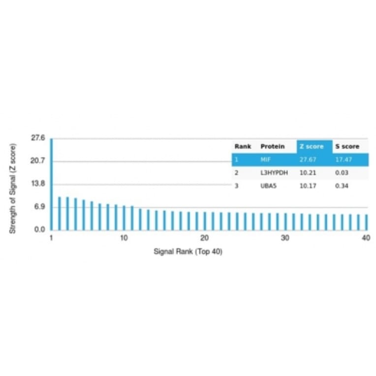 Protein Array - Anti-MIF Antibody [MIF/3489] (A277707) - Antibodies.com