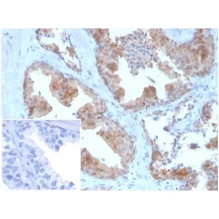 Immunohistochemistry - Anti-MIF Antibody [MIF/3490] (A277708) - Antibodies.com