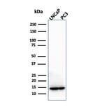 Western Blot - Anti-MIF Antibody [MIF/3490] (A277708) - Antibodies.com